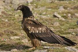 Bearded Vulture