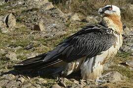 Bearded Vulture