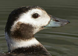 Long-tailed Duck