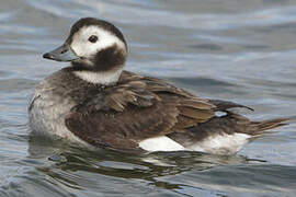 Long-tailed Duck