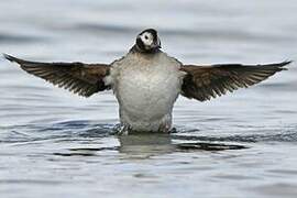 Long-tailed Duck