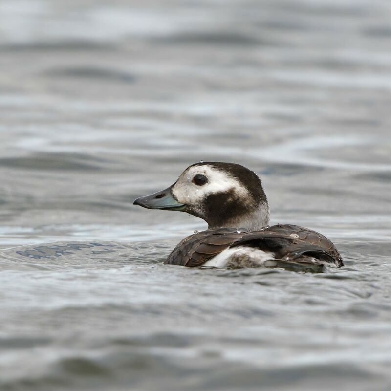 Long-tailed Duck female adult, swimming