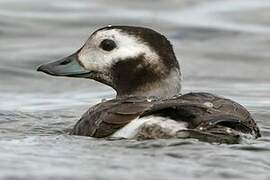 Long-tailed Duck