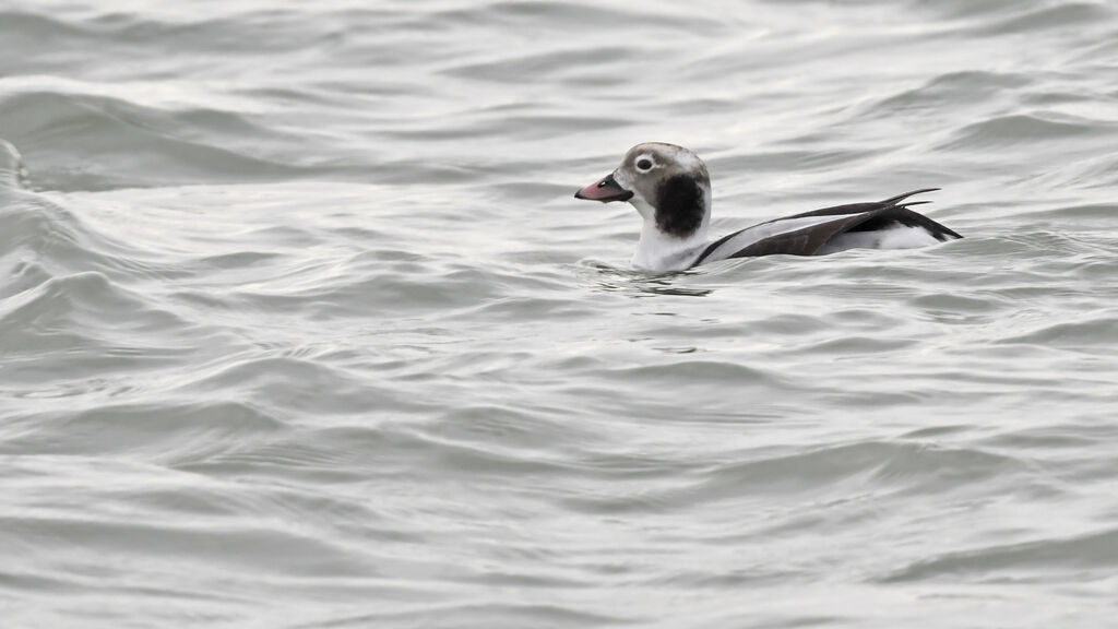 Long-tailed Duck male adult, identification