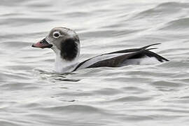 Long-tailed Duck