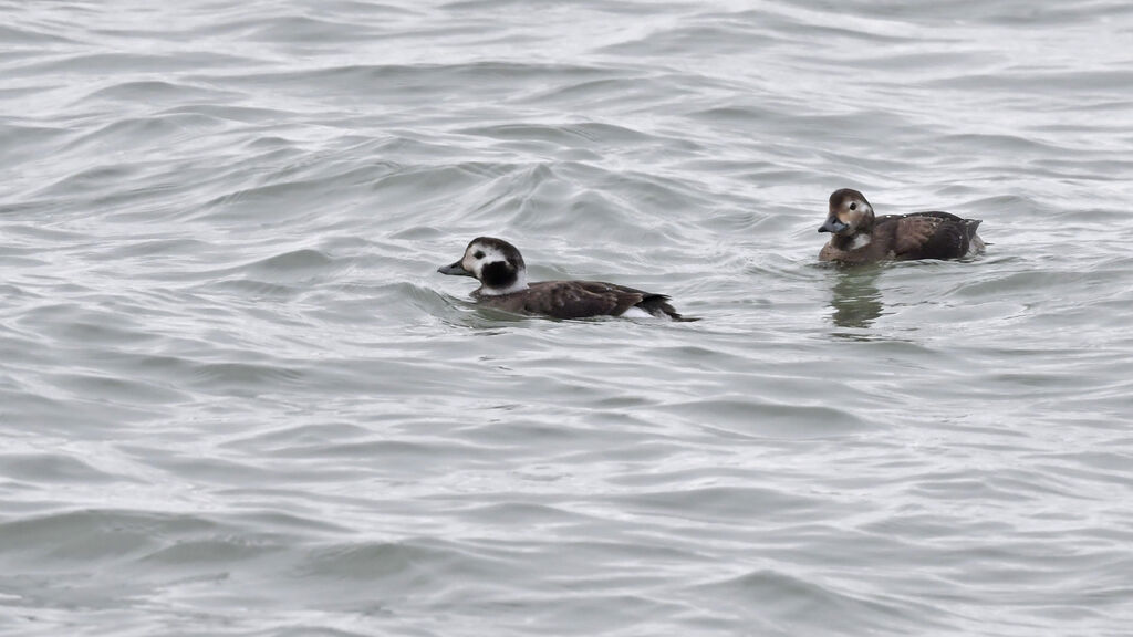 Long-tailed Duckimmature, identification