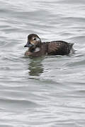 Long-tailed Duck