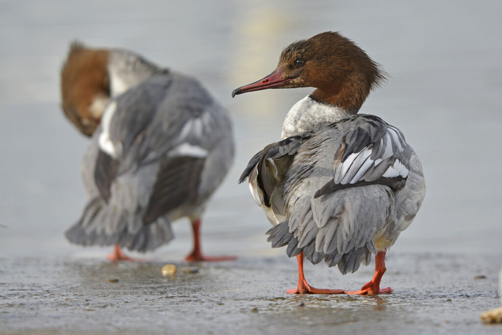 Common Merganser