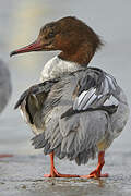 Common Merganser