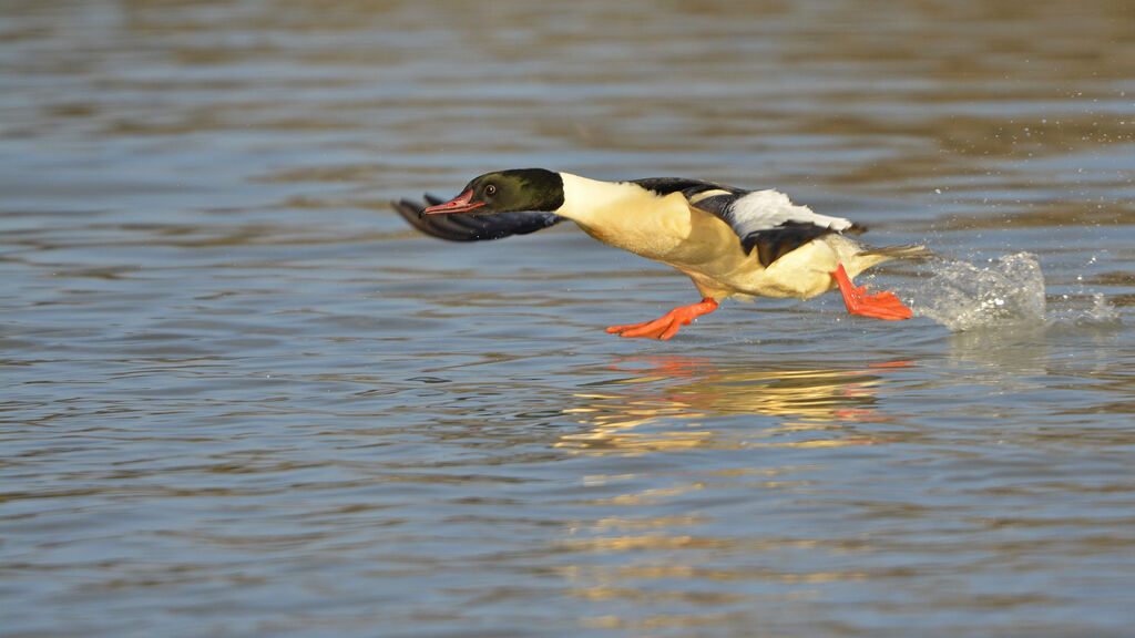 Common Merganser male adult breeding