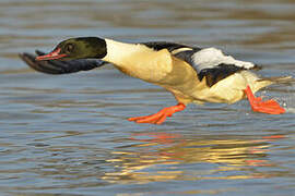 Common Merganser