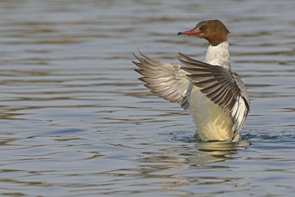 Common Merganser