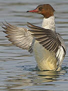 Common Merganser