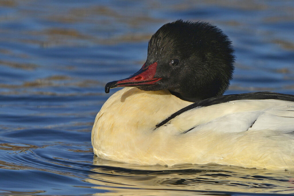 Common Merganser male adult breeding