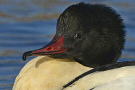 Common Merganser