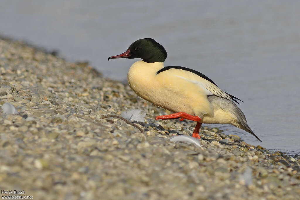 Common Merganser male adult breeding, identification