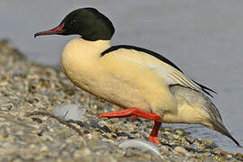 Common Merganser