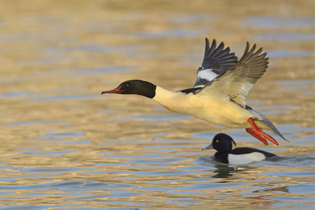 Common Merganser male adult breeding, Flight