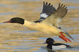 Common Merganser