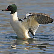 Common Merganser