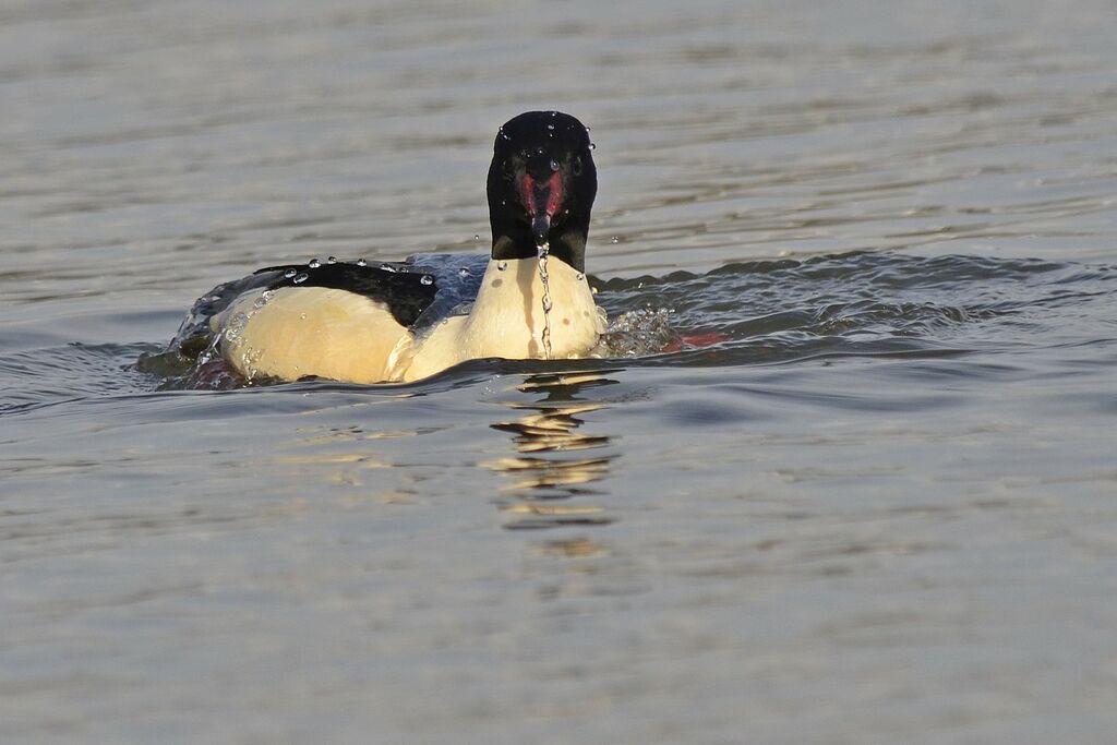 Common Merganser male adult breeding