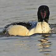 Common Merganser