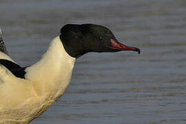 Common Merganser