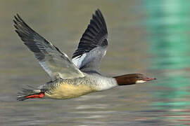 Common Merganser