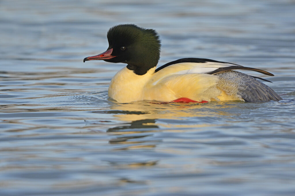 Harle bièvre mâle adulte nuptial, identification