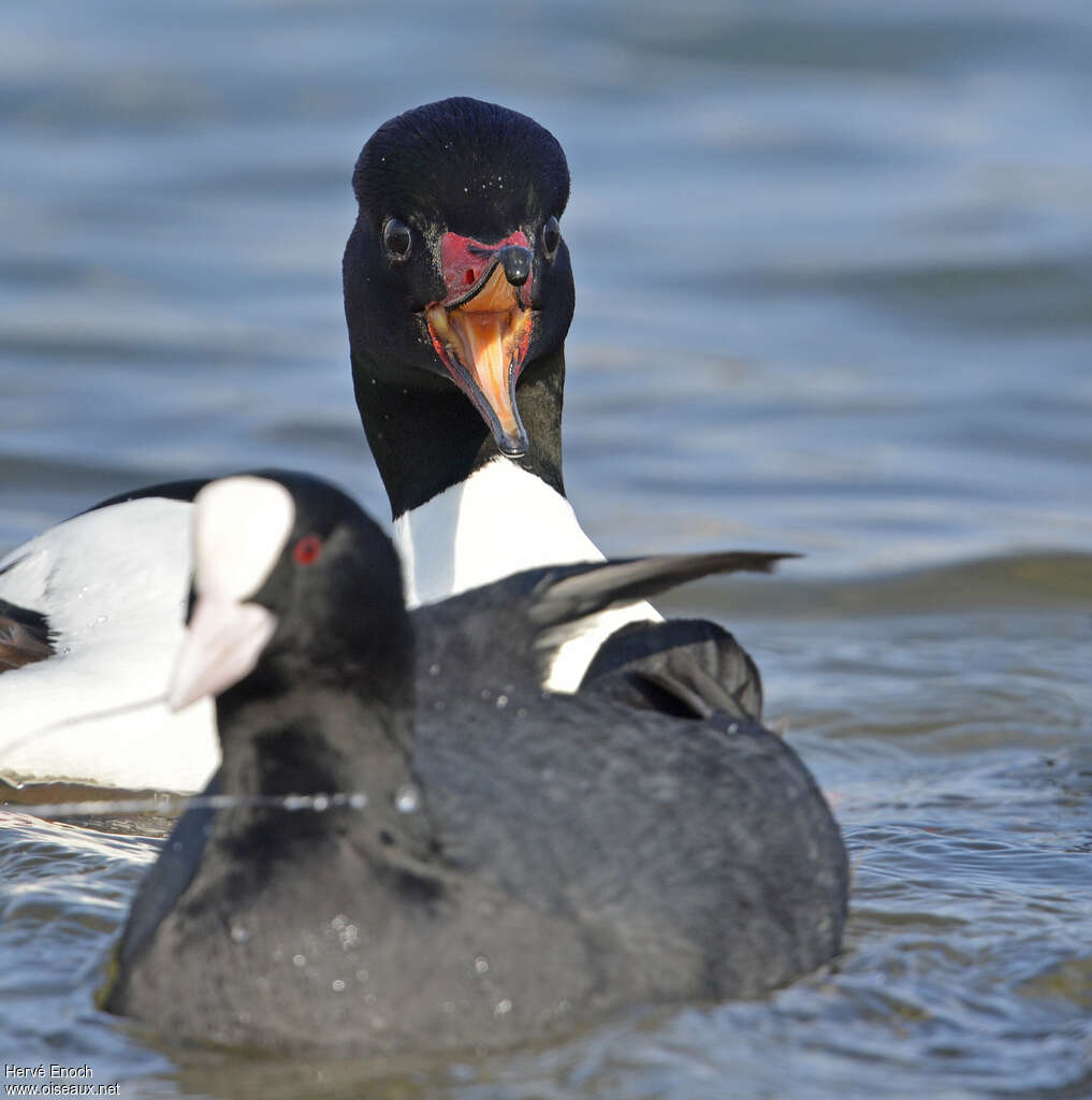 Common Merganser male adult, close-up portrait