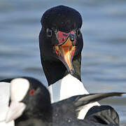 Common Merganser