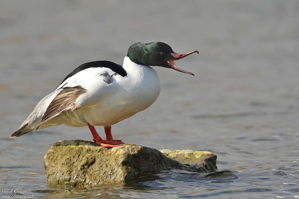 Common Merganser male adult breeding, song