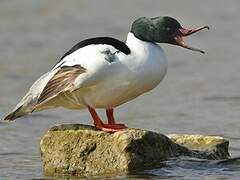 Common Merganser