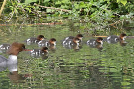 Common Merganser