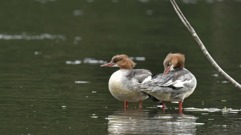 Common Merganser male adult post breeding