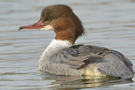 Common Merganser