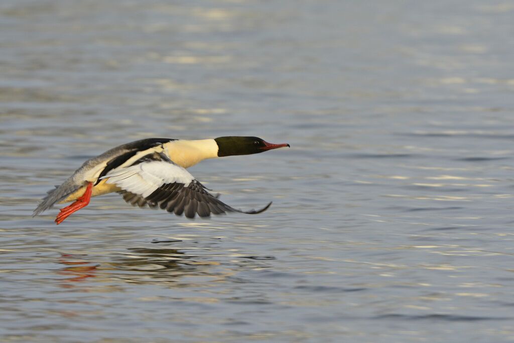 Common Merganser male adult breeding, Flight