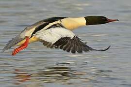 Common Merganser