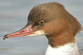 Common Merganser