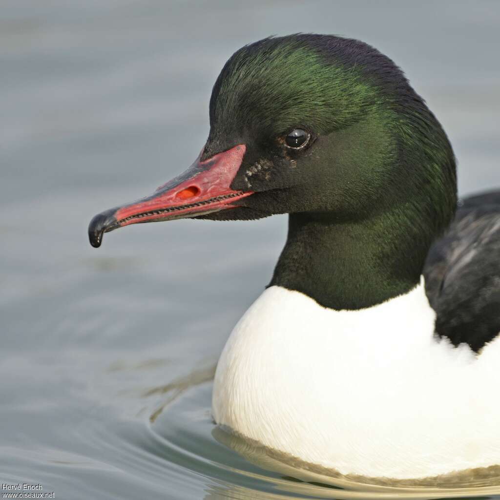 Common Merganser male adult, close-up portrait