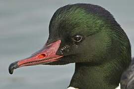 Common Merganser