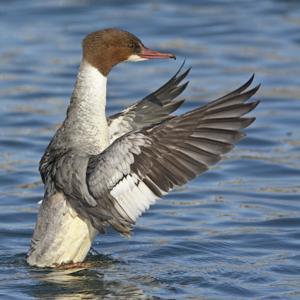 Common Merganser