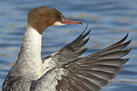 Common Merganser