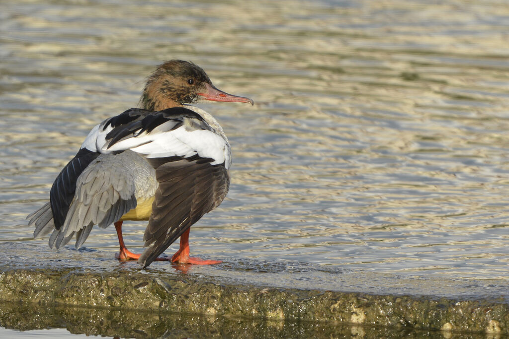 Common Merganser male subadult