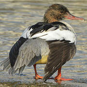 Common Merganser