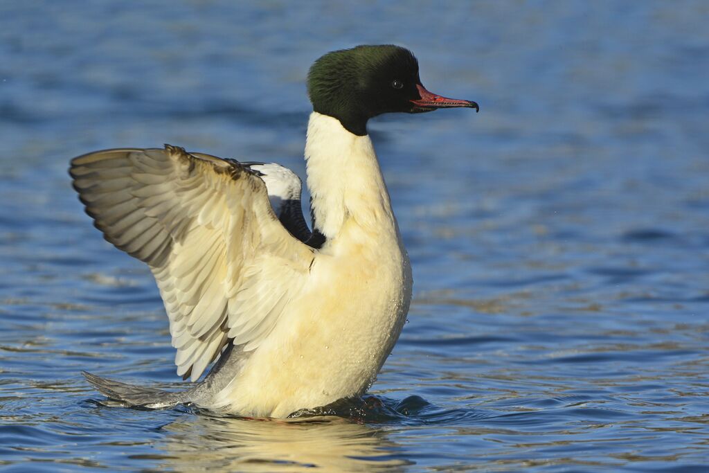 Common Merganser male adult breeding, identification