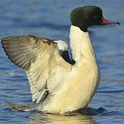 Common Merganser