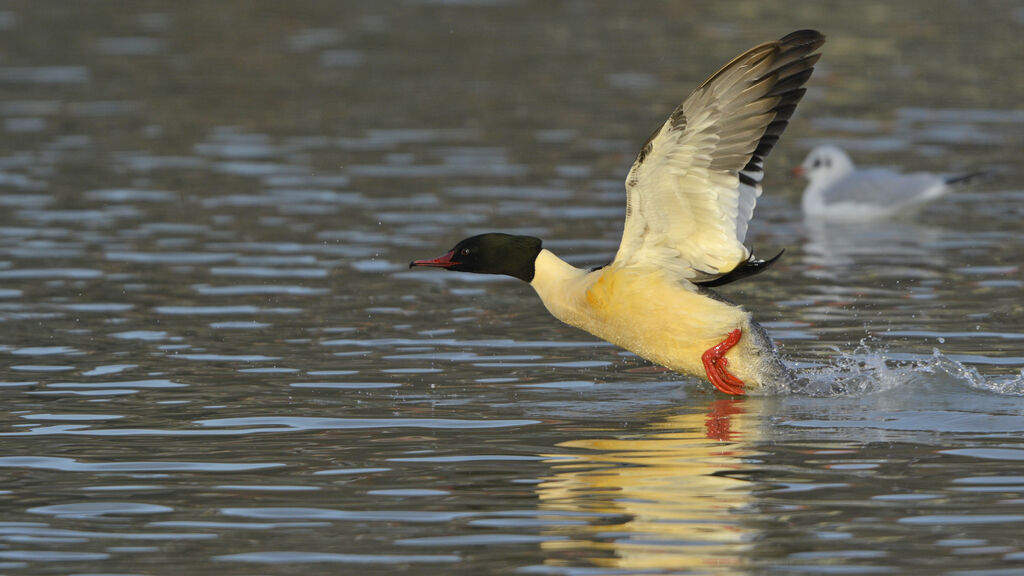 Common Merganser male adult breeding