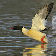 Common Merganser