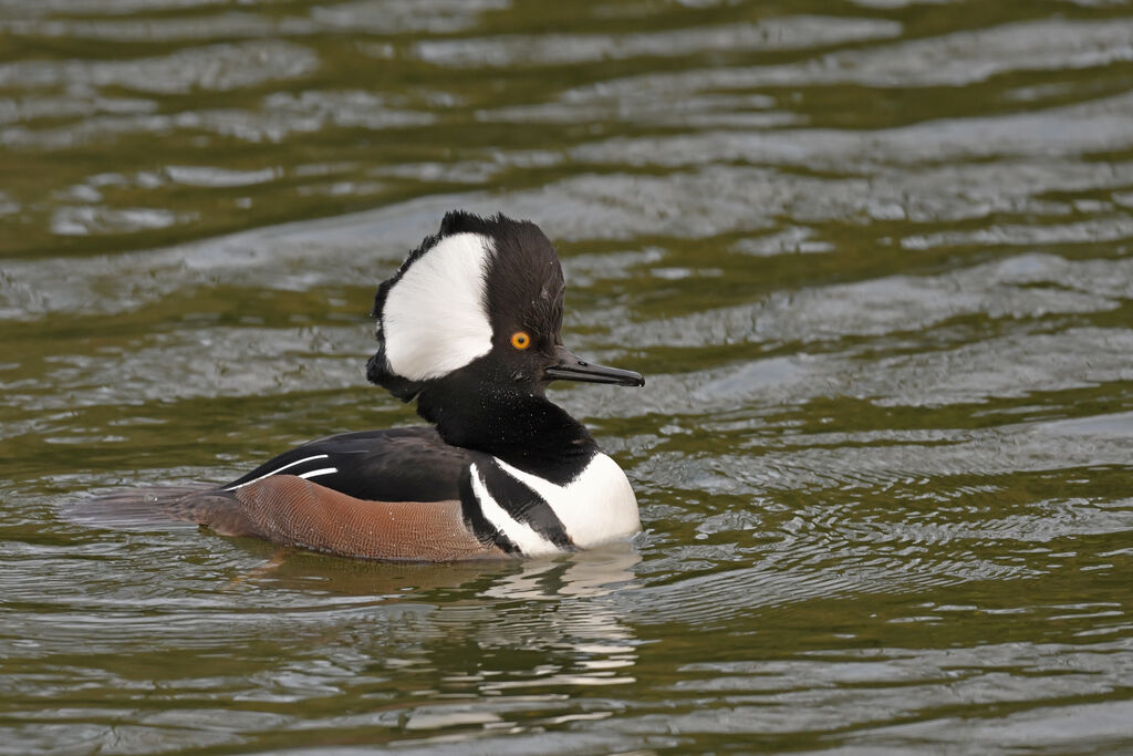 Hooded Merganseradult